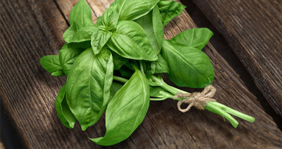 Basil