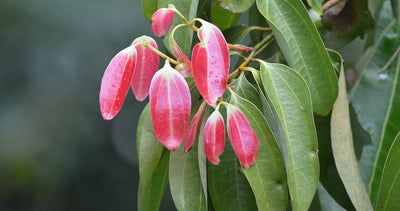 Cinnamon Leaf