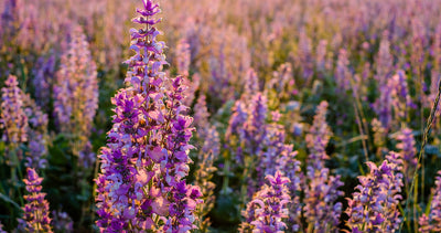 Clary Sage