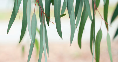 Eucalyptus