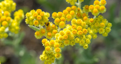 Helichrysum Roll-On