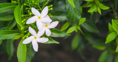 Jasmine