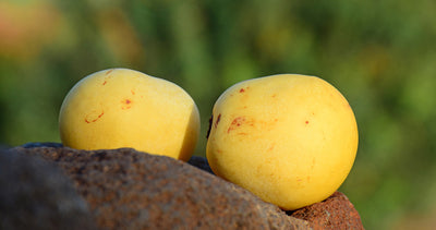 Organic Marula