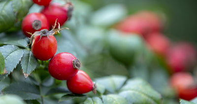 Organic Rosehip