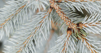 Silver Fir