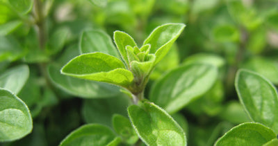 Marjoram