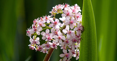 Valerian