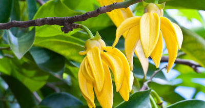 Ylang Ylang