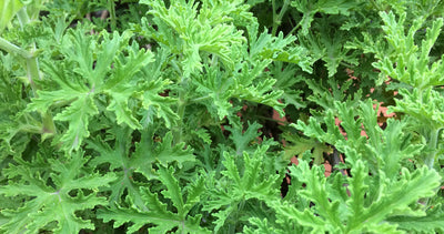 Citronella