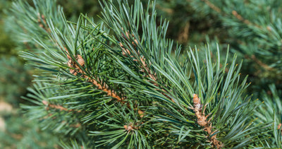 Scotch Pine